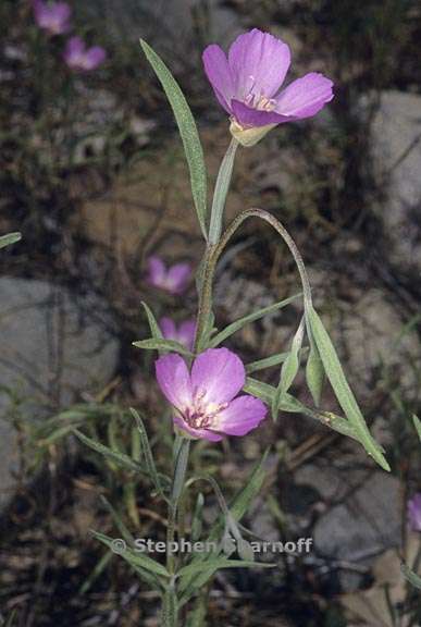 clarkia lassenensis 2 graphic